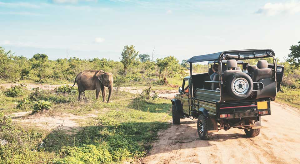 Safari scene with jeep and wild elephant