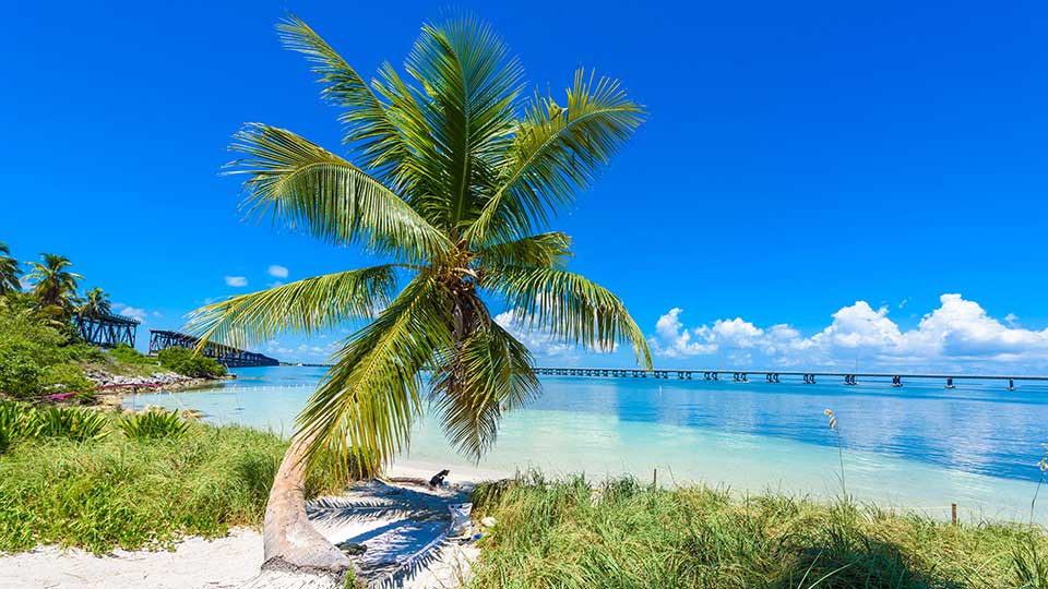 Palm tree on a beach in the Florida Keys