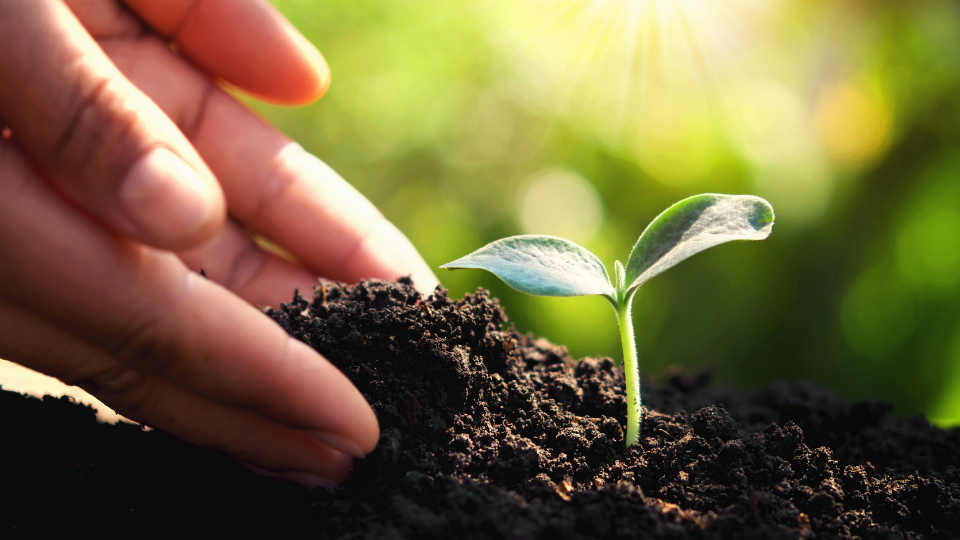 Hand planting small tree in garden