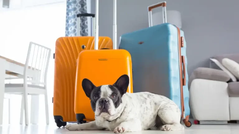 dog in front of luggage before air travel